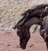 heather jansch